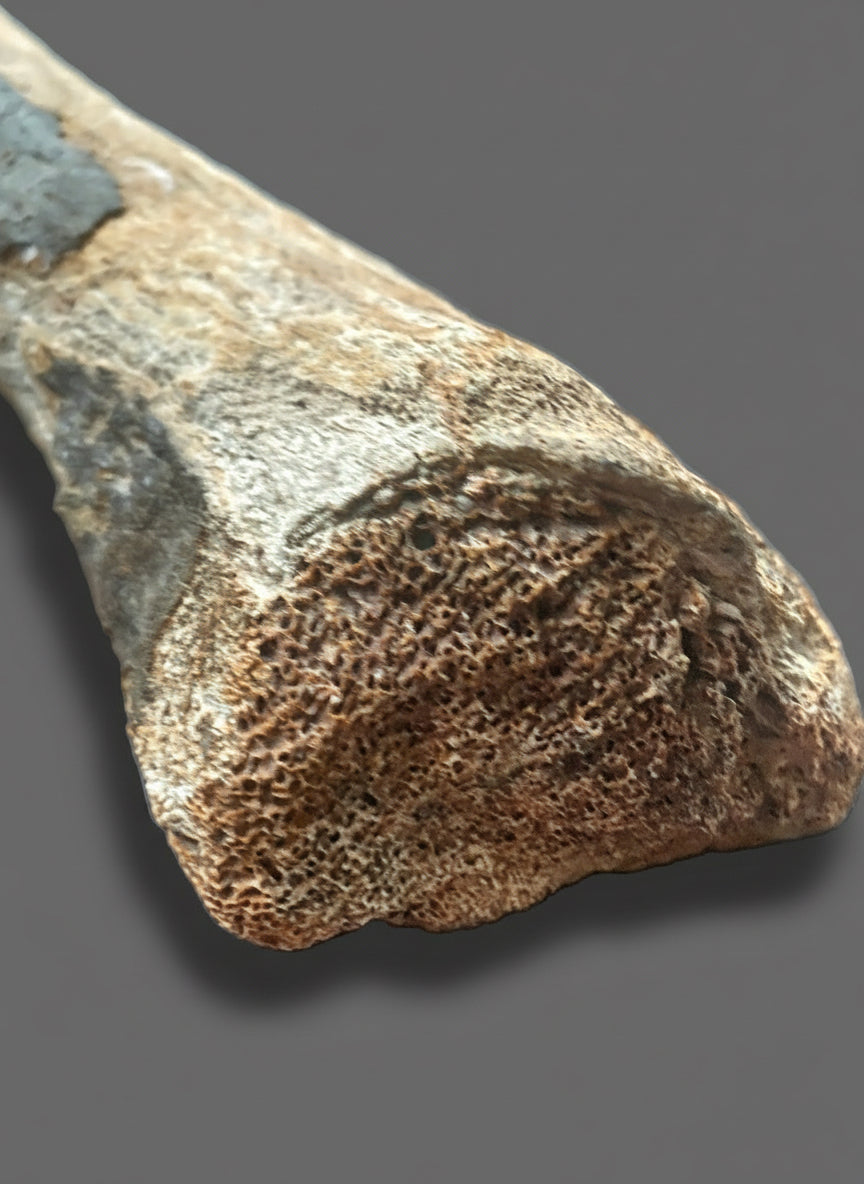 Fossilized Woolly Mammoth (Mammuthus Primigenius) Bone. Pleistocene. Dredged from Brown Bank, North Sea, England.