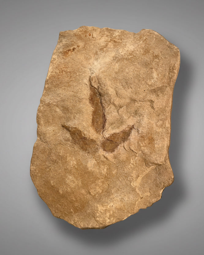 British Theropod Dinosaur Footprint, Late Jurassic, 
Scalby fm, Burniston Bay, North Yorkshire, UK