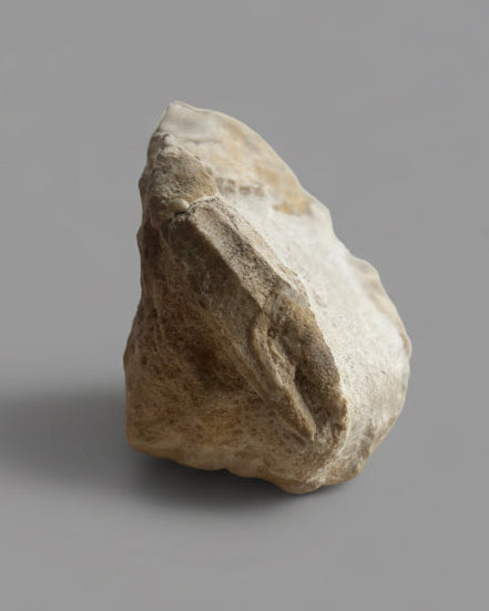 Highly Detailed Crab Fossil (Neptunus monspeliensis) - Pliocene, Sardinia
