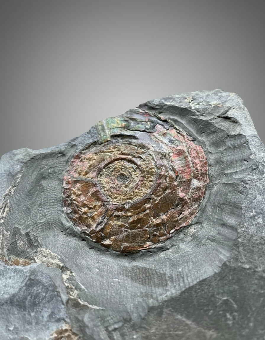 Iridescent Psiloceras Planorbis Ammonite on Matrix. Somerset Jurassic Coast, UK.
