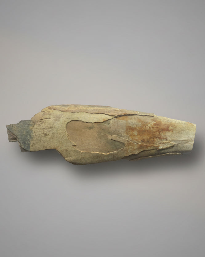 Woolly Mammoth Tusk Section (Tip), Pleistocene Epoch - Permafrost find - Taimyr, Siberia, Russia