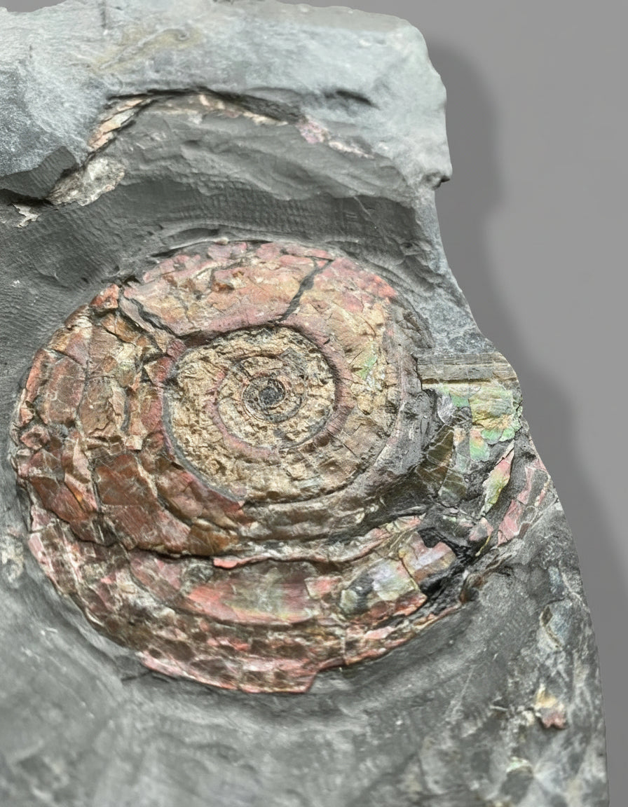 Iridescent Psiloceras Planorbis Ammonite on Matrix. Somerset Jurassic Coast, UK.