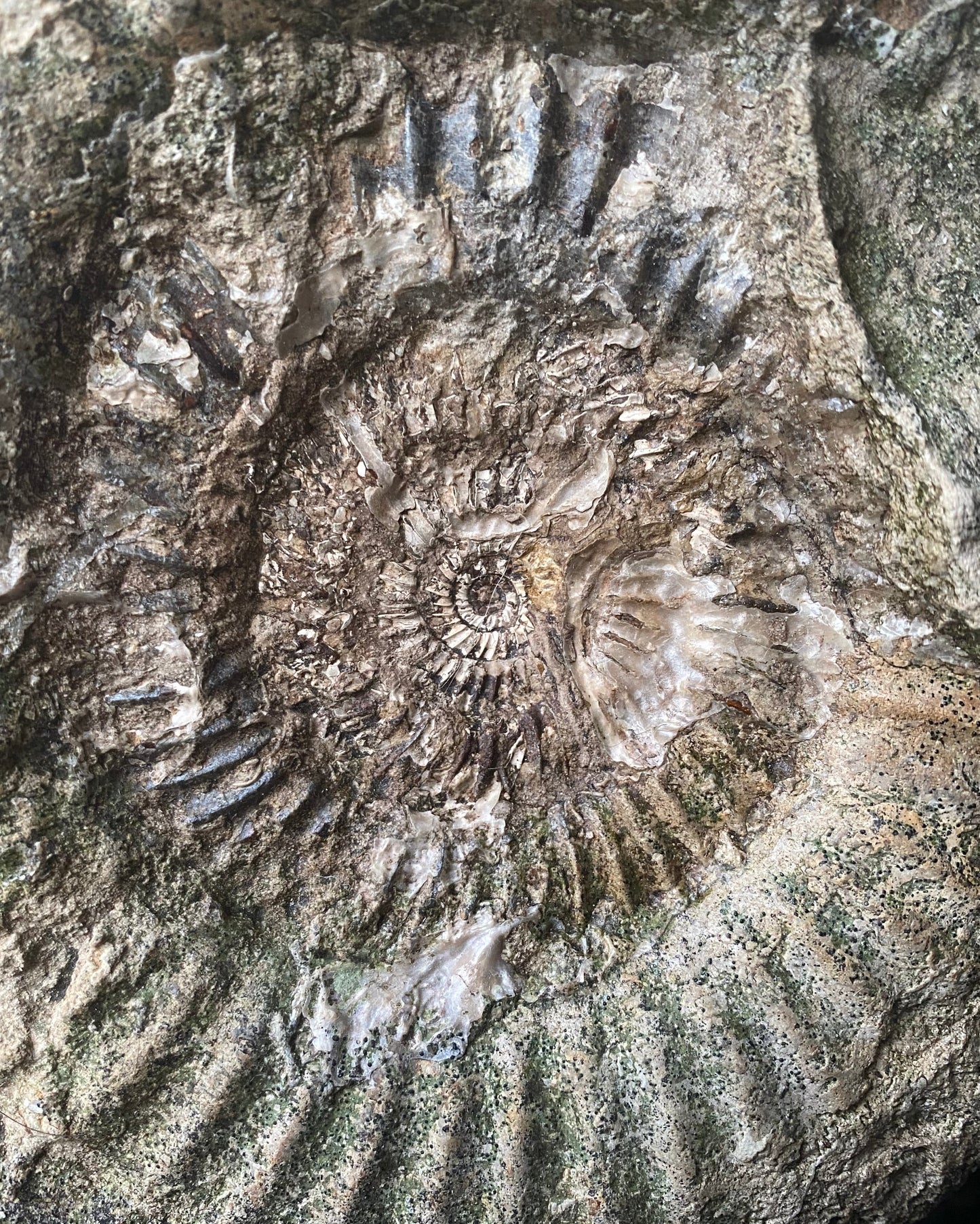 XL Ammonite Specimen With Intricate Suture Patterns and Bivalves Attached, Jurassic Period - Dorset Coast, England