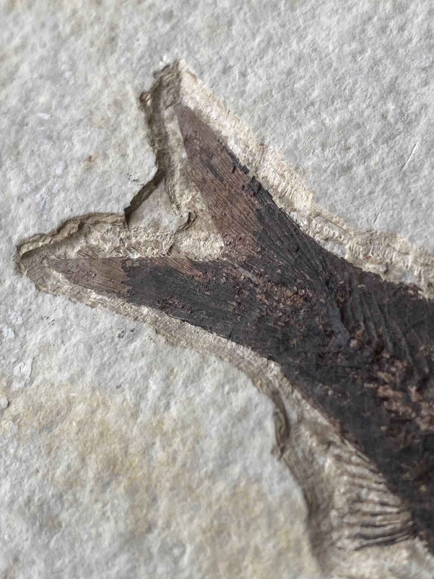 615mm Knightia Eoceana Mortality Slab - Eocene Epoch, Green River Formation, Wyoming, USA