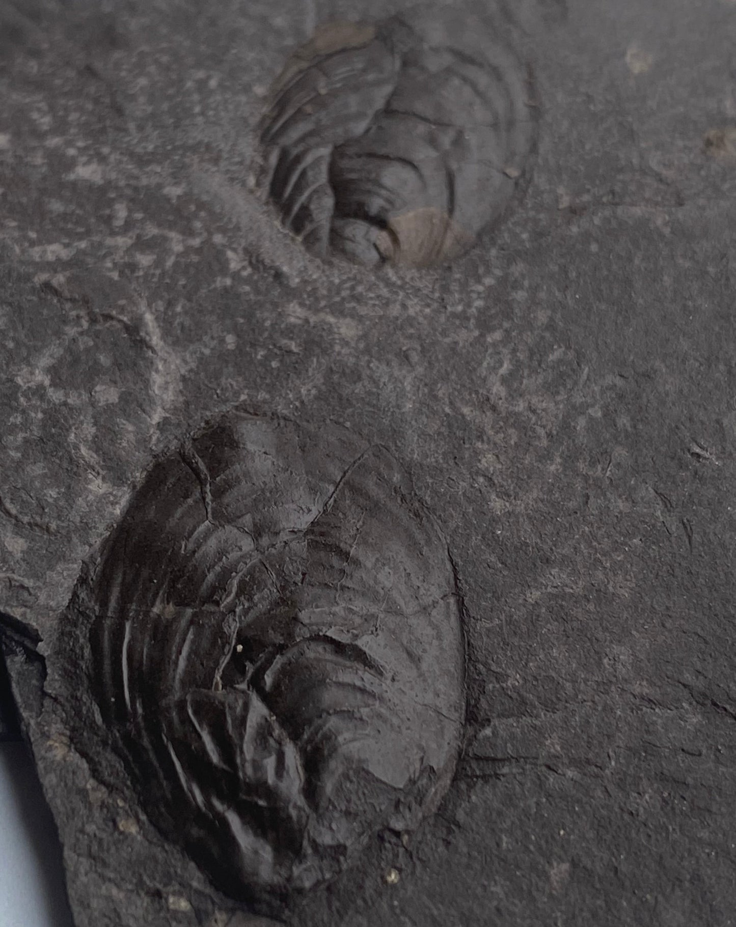 Jurassic Multi Bivalve Slab - Detailed Pseudomytiloides sp. - North Yorkshire Coast, England