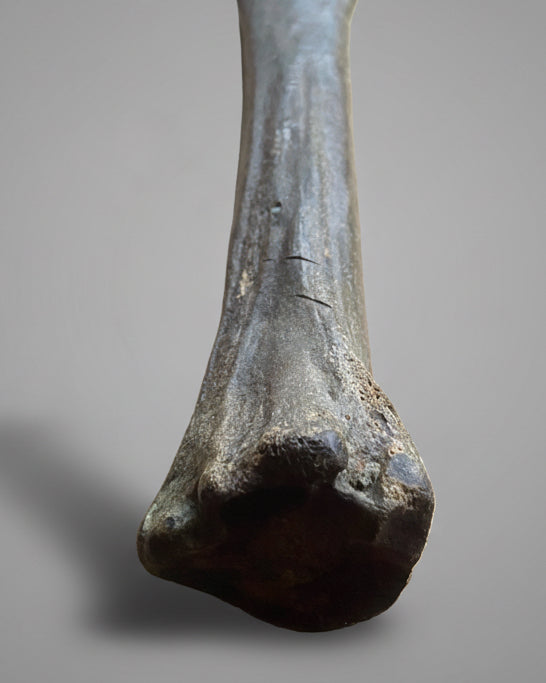 Pleistocene Wild Horse Metatarsal with Ice Age Human Butchery Marks -
Upper Vistula River, Poland, c. 28,000–13,000 BC
