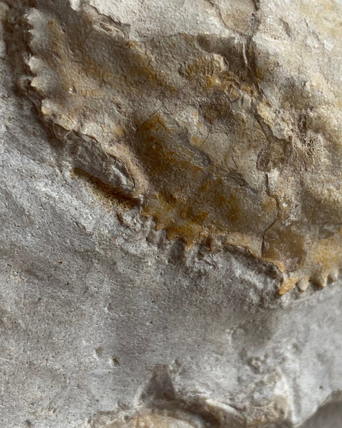 Highly Detailed Crab Fossil (Neptunus monspeliensis) - Pliocene, Sardinia