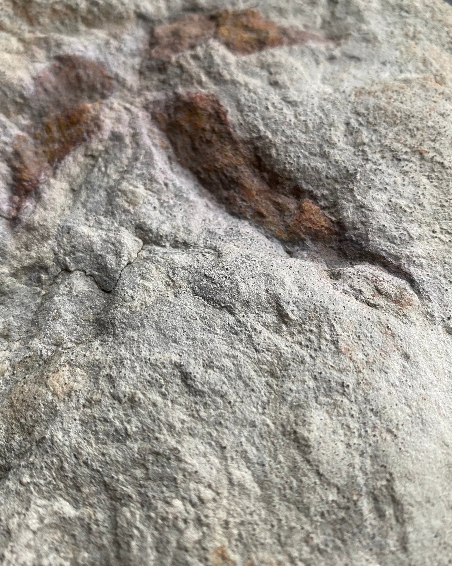 British Theropod Dinosaur Footprint, Late Jurassic, 
Scalby fm, Burniston Bay, North Yorkshire, UK