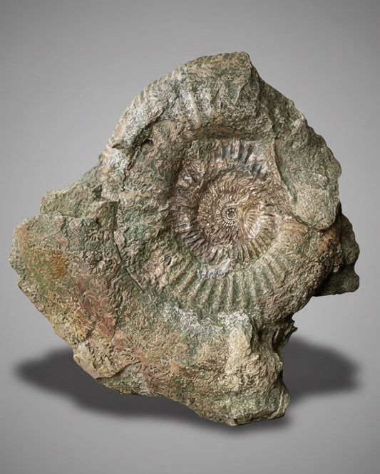 XL Ammonite Specimen With Intricate Suture Patterns and Bivalves Attached, Jurassic Period - Dorset Coast, England