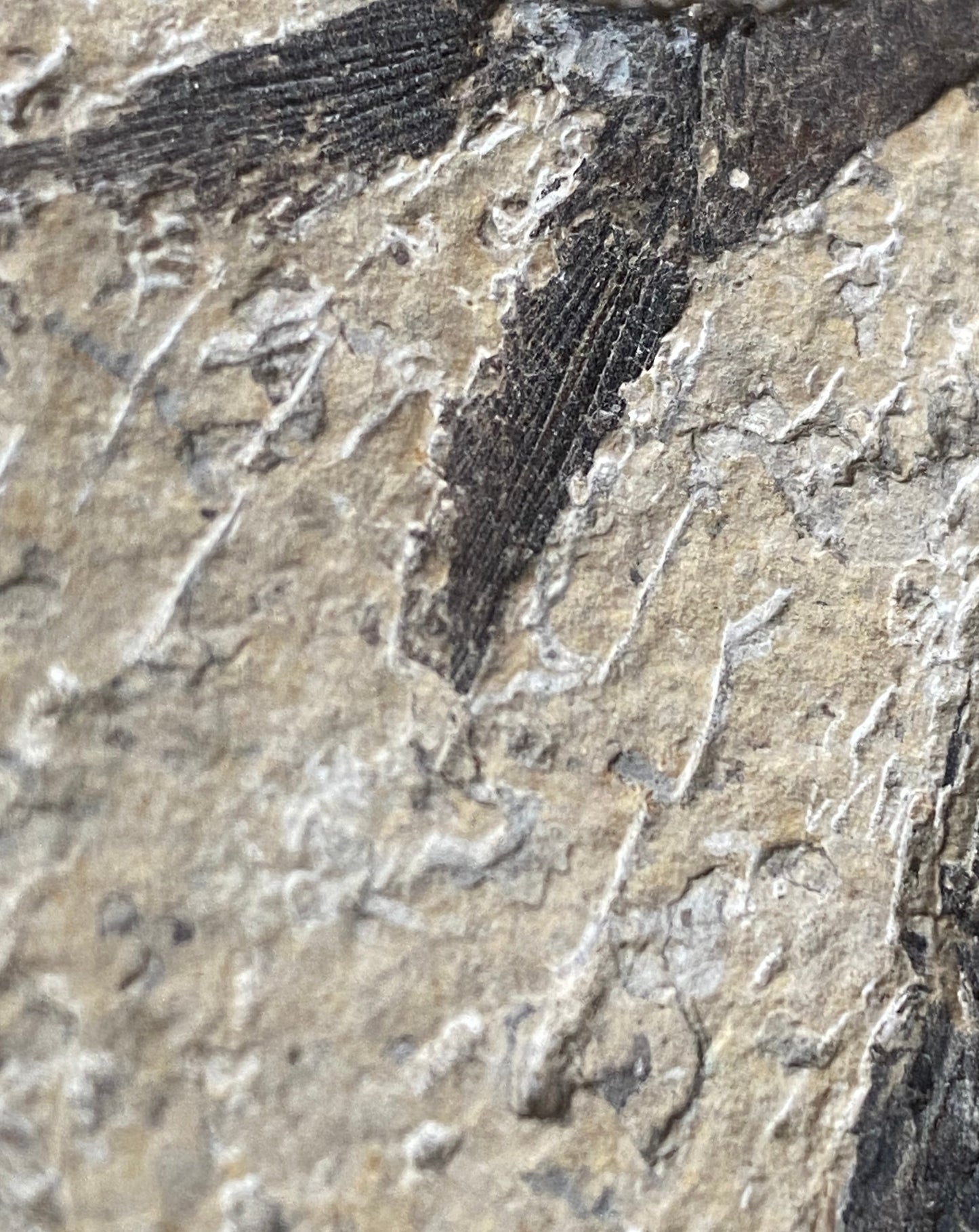 Knightia Alta Fossil Fish Mortality Slab with Calcified Gastropod, Green River Formation, USA