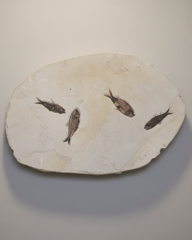 615mm Knightia Eoceana Mortality Slab - Eocene Epoch, Green River Formation, Wyoming, USA