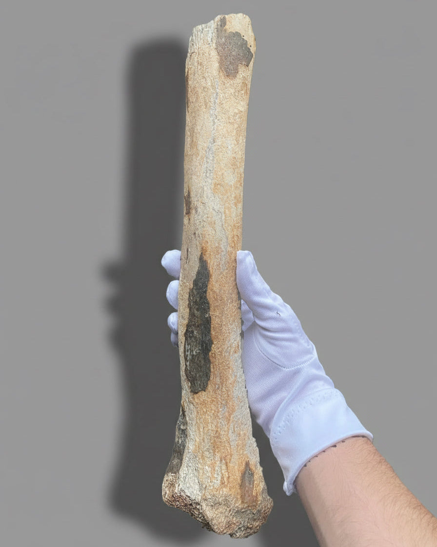 Fossilized Woolly Mammoth (Mammuthus Primigenius) Bone. Pleistocene. Dredged from Brown Bank, North Sea, England.