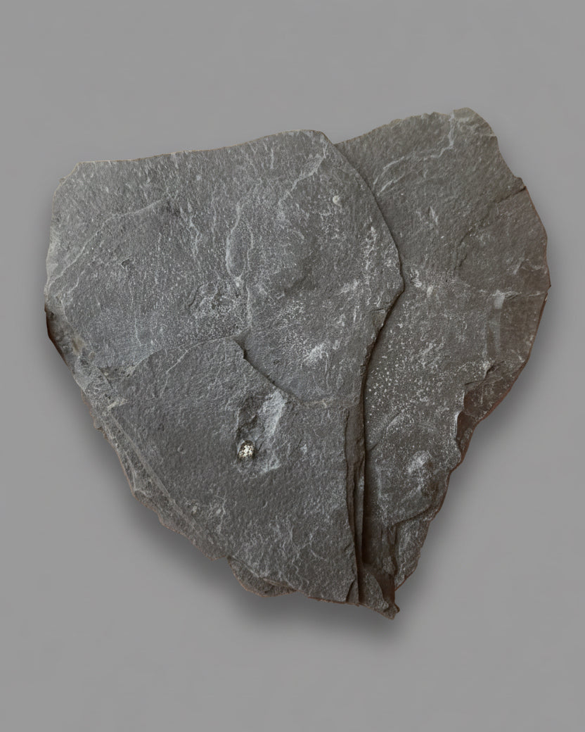Jurassic Multi Bivalve Slab - Detailed Pseudomytiloides sp. - North Yorkshire Coast, England