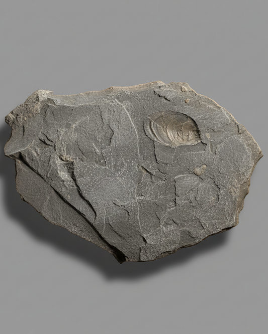 Double Sided Jurassic Bivalve Slab- Golden Pyritised Pseudomytiloides dubius + Impressive 3D Example - North Yorkshire Coast, England