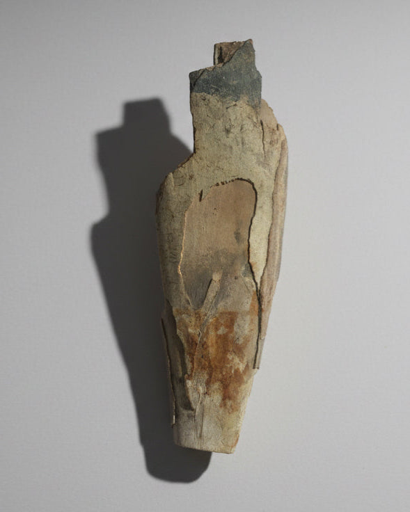 Woolly Mammoth Tusk Section (Tip), Pleistocene Epoch - Permafrost find - Taimyr, Siberia, Russia