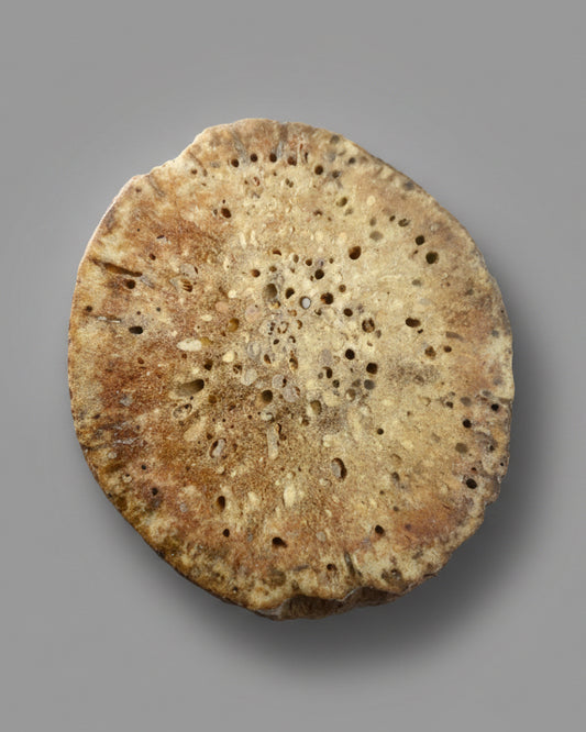 Fossilised Sponge Sp. Siphonia-Upper Chalk, Fontmaure, Vienne, France, Cretaceous Period