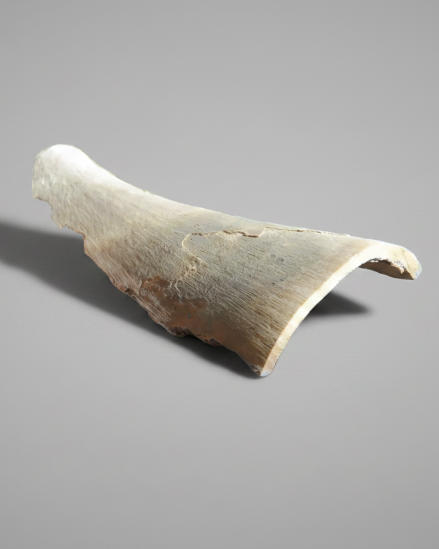 Woolly Mammoth Tusk Section (Large), Pleistocene Epoch - Permafrost find - Taimyr, Siberia, Russia