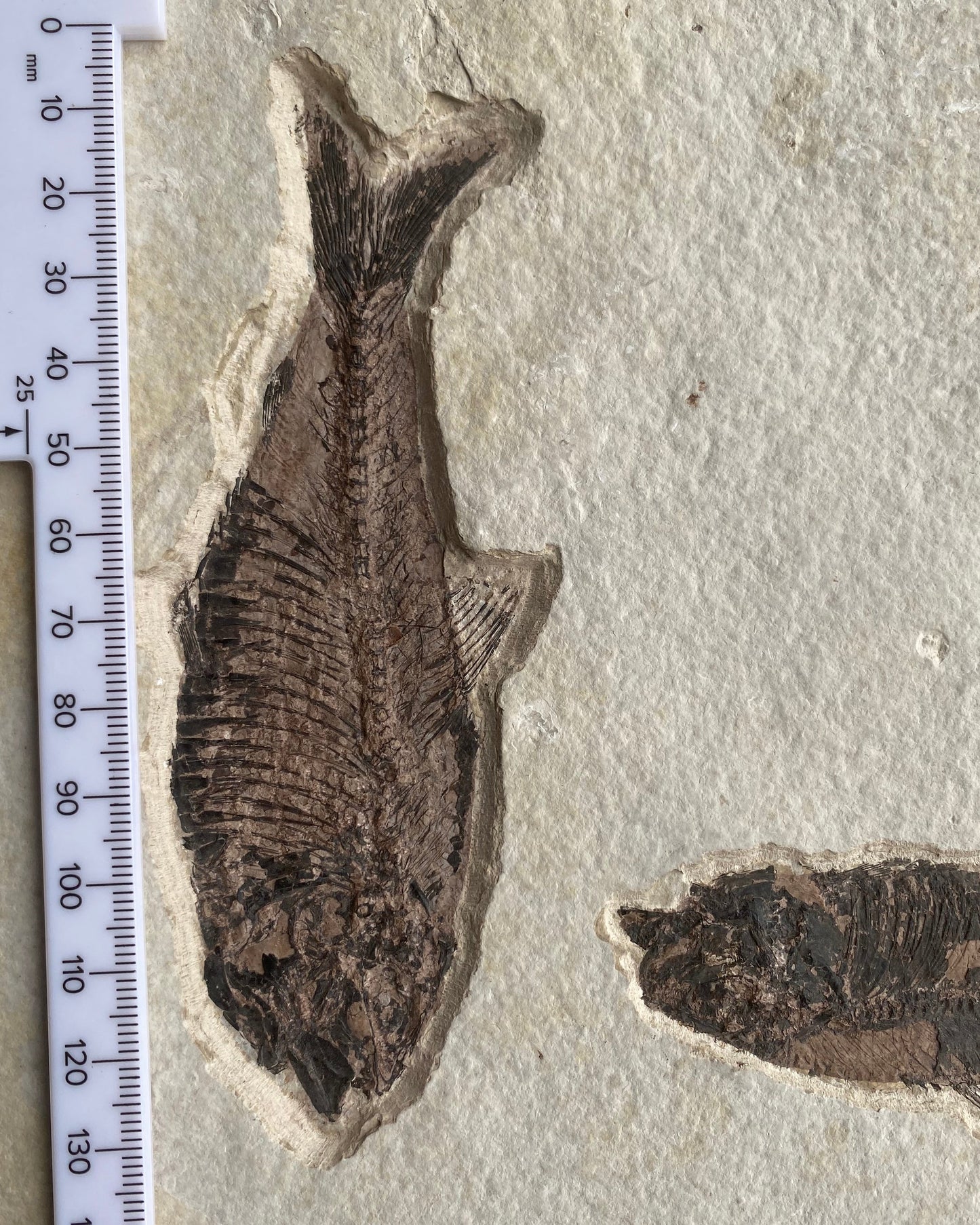 615mm Knightia Eoceana Mortality Slab - Eocene Epoch, Green River Formation, Wyoming, USA