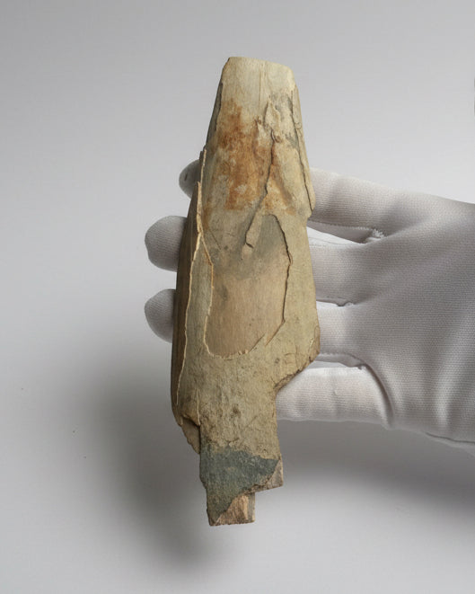 Woolly Mammoth Tusk Section (Tip), Pleistocene Epoch - Permafrost find - Taimyr, Siberia, Russia
