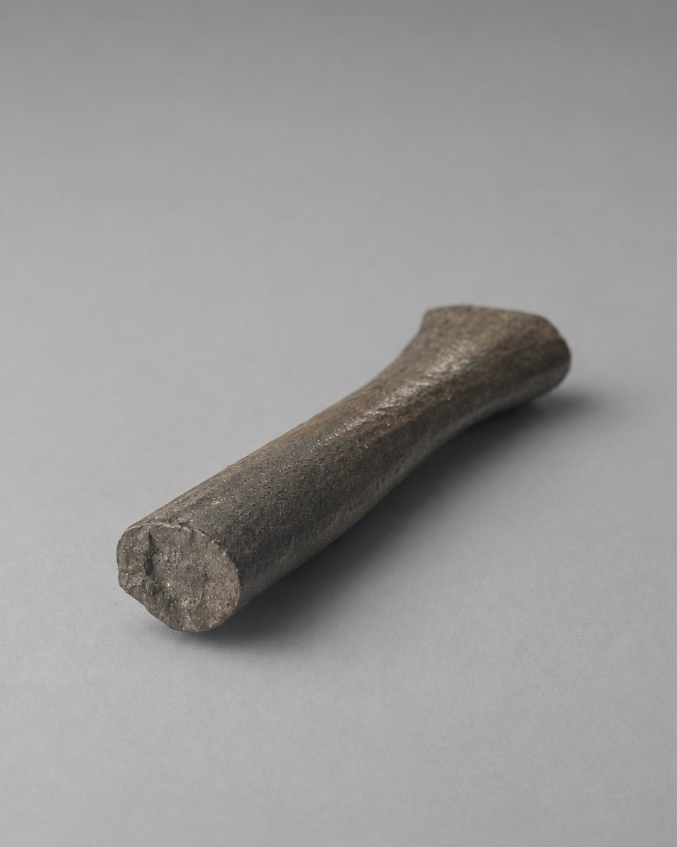Native American Worked Animal Bone Expanded-Head Pin (Hair Ornament) - Santa Fe River, Florida - Middle Archaic Period, c. 5000-4500 BC