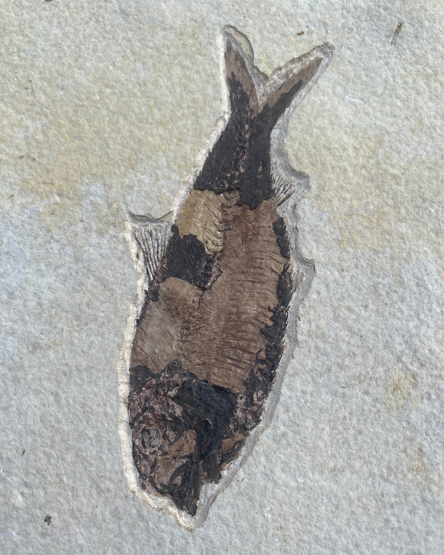 615mm Knightia Eoceana Mortality Slab - Eocene Epoch, Green River Formation, Wyoming, USA