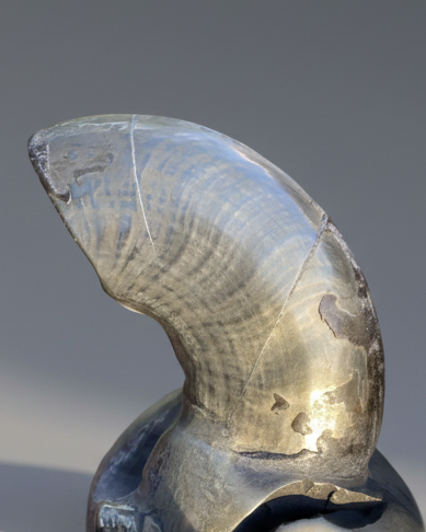 Rare Jurassic ‘Golden Egg’ Pyritised Ammonite Nodule - Encapsulated Eleganticeras + Large Protruding Ammonite Whorl (Split Pair)  - Lower Jurassic, Whitby, Yorkshire Coast, England