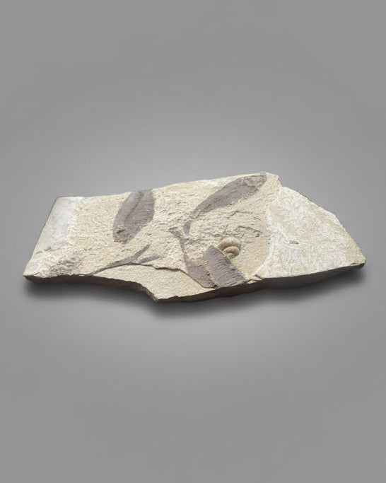 Knightia Alta Fossil Fish Mortality Slab with Calcified Gastropod, Green River Formation, USA