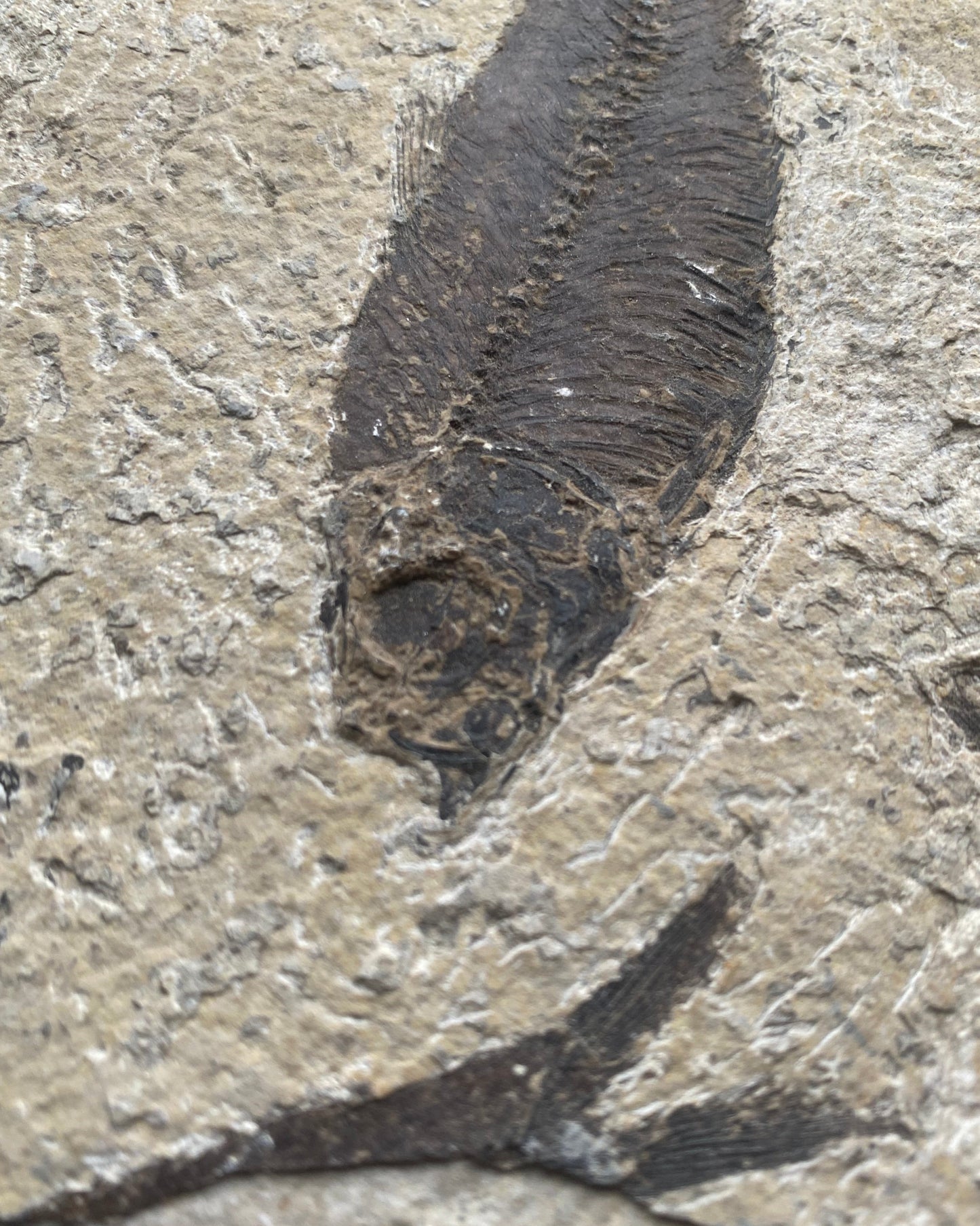 Knightia Alta Fossil Fish Mortality Slab with Calcified Gastropod, Green River Formation, USA