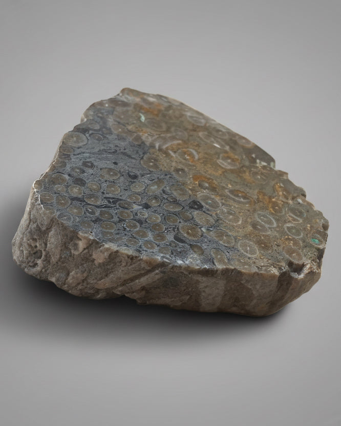 Striking Polished Coral (Lithostrotion sp.) – Visean, Carboniferous, Holderness, Yorkshire, England