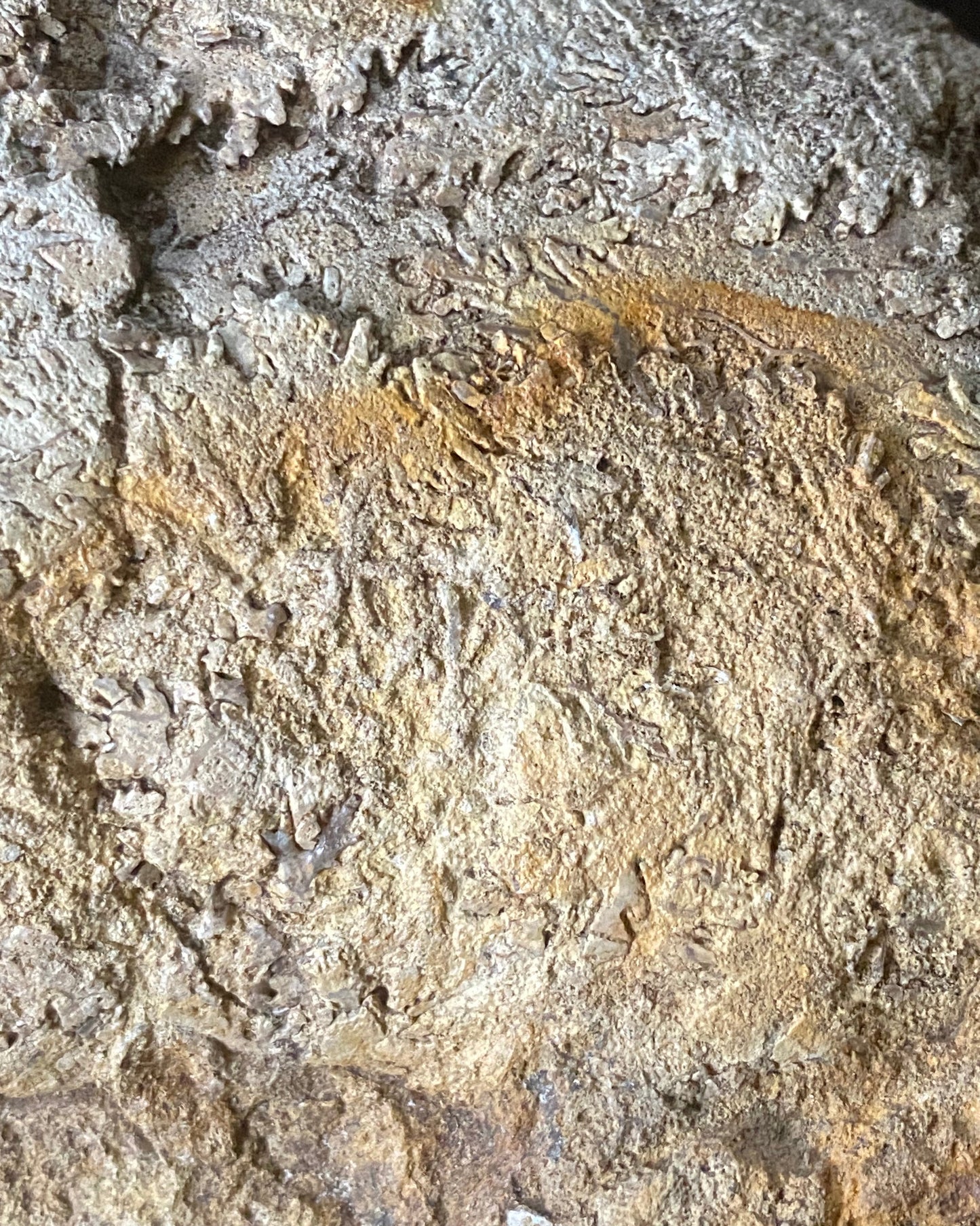 XL Ammonite Specimen With Intricate Suture Patterns and Bivalves Attached, Jurassic Period - Dorset Coast, England