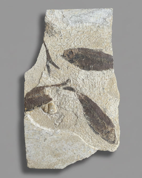 Knightia Alta Fossil Fish Mortality Slab with Calcified Gastropod, Green River Formation, USA