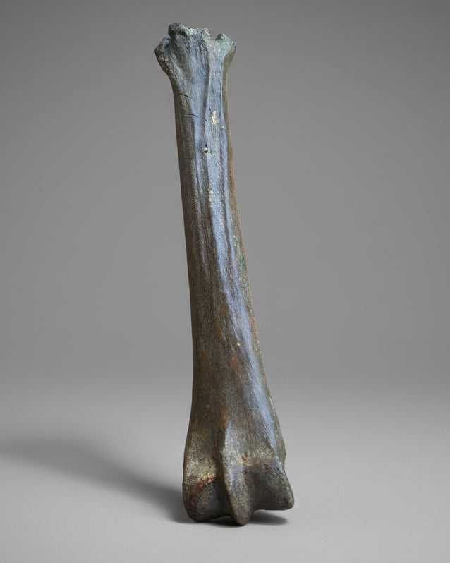 Pleistocene Wild Horse Metatarsal with Ice Age Human Butchery Marks -
Upper Vistula River, Poland, c. 28,000–13,000 BC