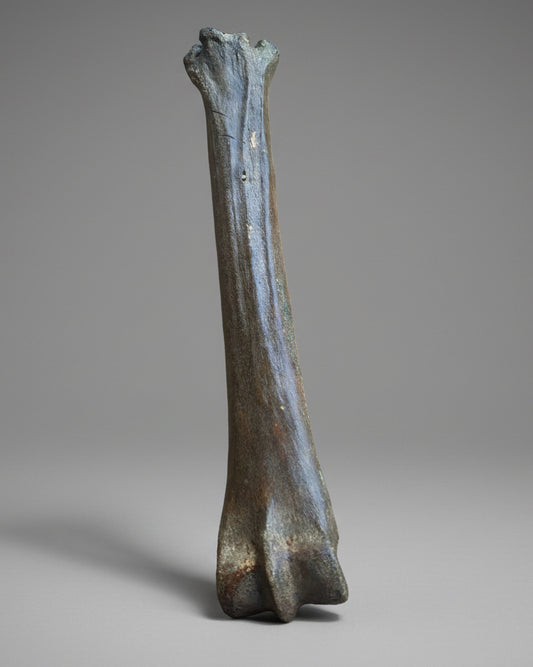 Pleistocene Wild Horse Metatarsal with Ice Age Human Butchery Marks -
Upper Vistula River, Poland, c. 28,000–13,000 BC