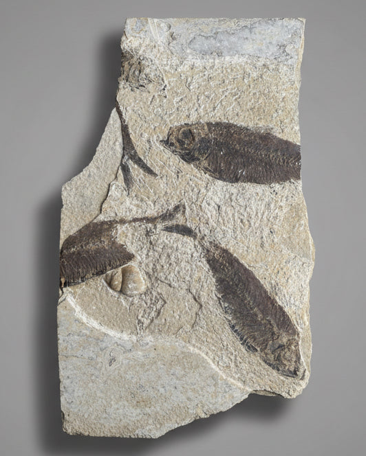 Knightia Alta Fossil Fish Mortality Slab with Calcified Gastropod, Green River Formation, USA