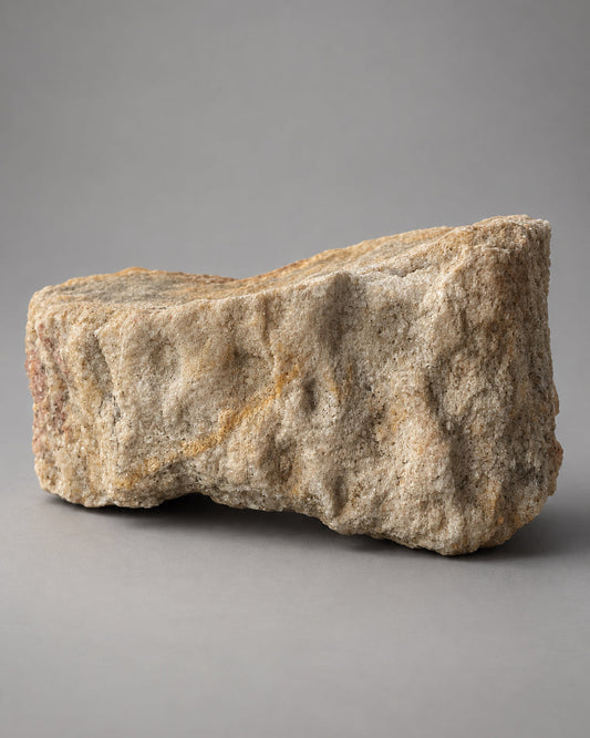 Section of Fossilised Lycopod Tree Root (Stigmaria) - Millstone Grit - Carboniferous Period - Overton, Lancashire, England. (A)