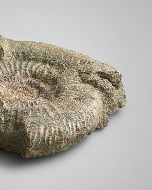 XL Ammonite Specimen With Intricate Suture Patterns and Bivalves Attached, Jurassic Period - Dorset Coast, England
