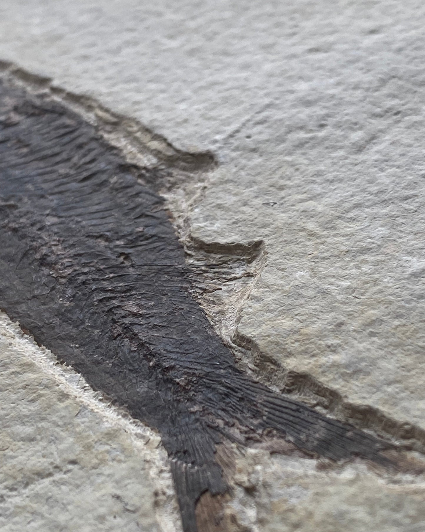 615mm Knightia Eoceana Mortality Slab - Eocene Epoch, Green River Formation, Wyoming, USA