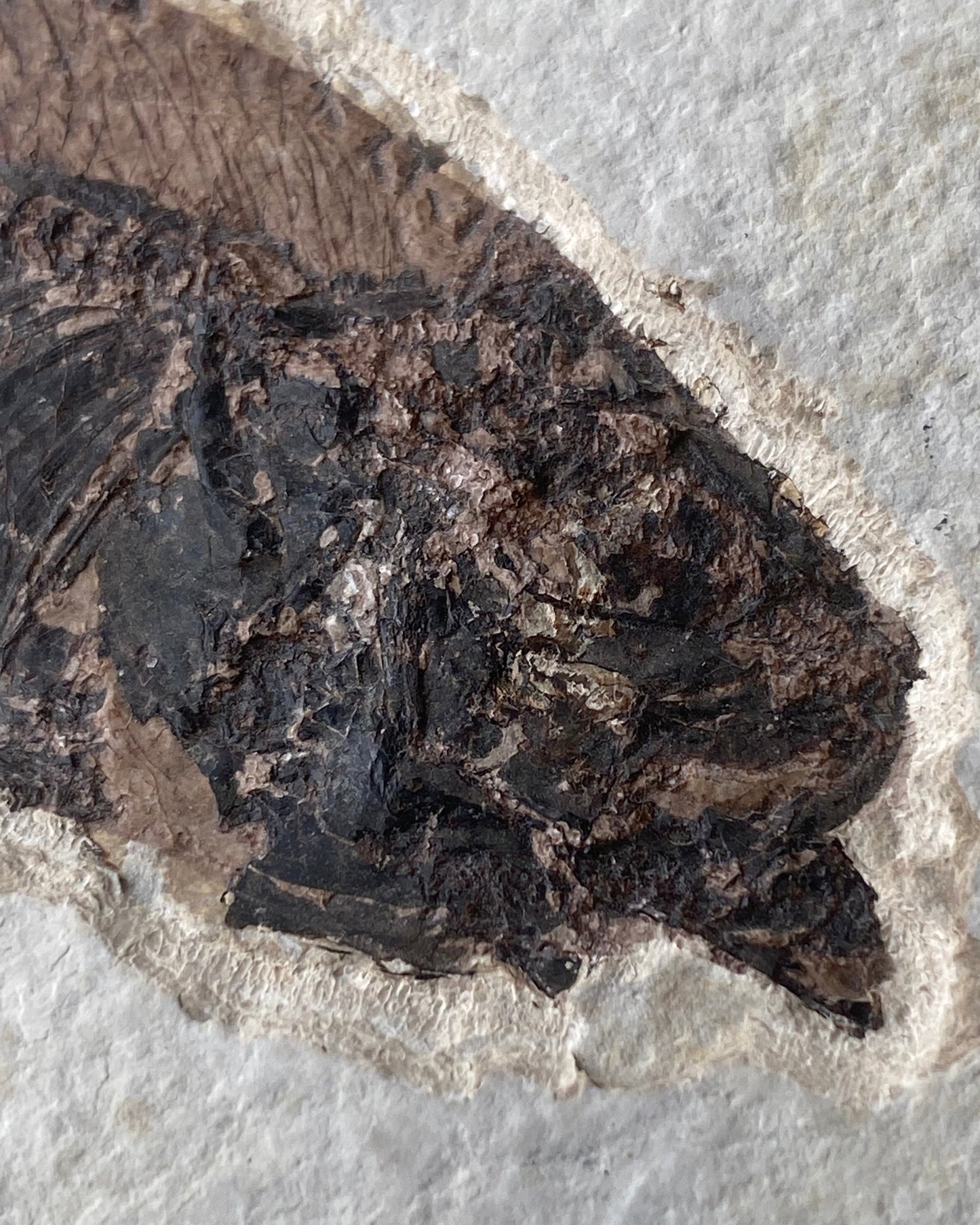 615mm Knightia Eoceana Mortality Slab - Eocene Epoch, Green River Formation, Wyoming, USA
