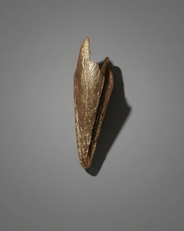 Dromaeosaur raptor claw 30mm. Lance Formation, USA