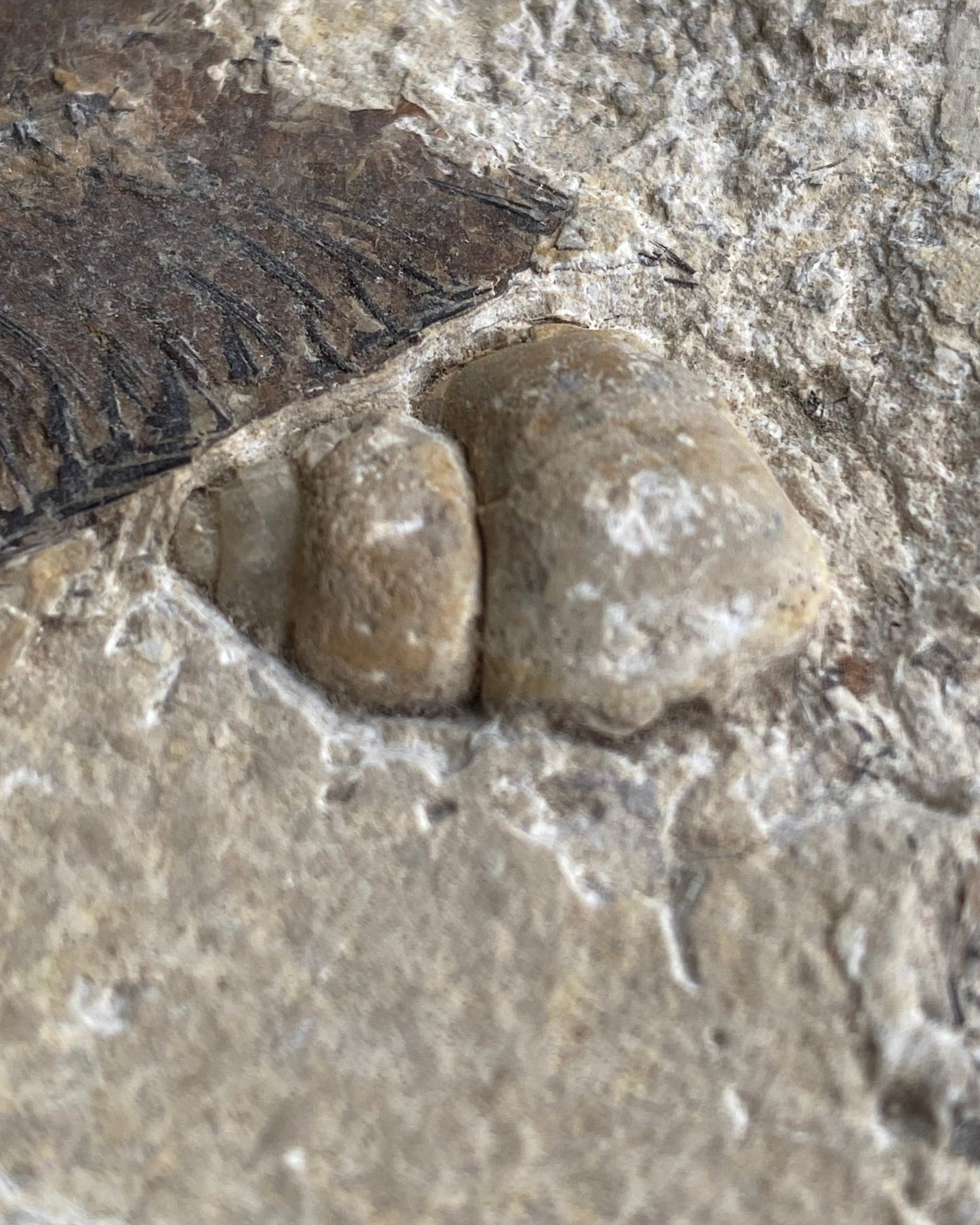 Knightia Alta Fossil Fish Mortality Slab with Calcified Gastropod, Green River Formation, USA