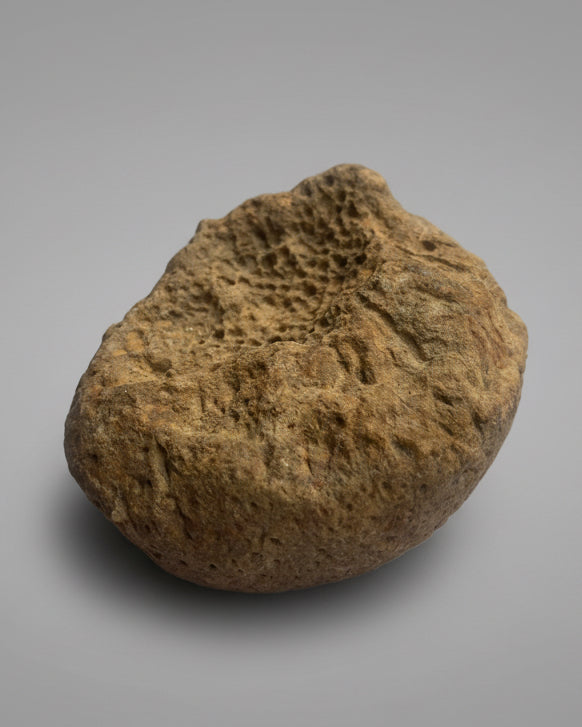 Fossilised Sponge Sp. Siphonia-Upper Chalk, Fontmaure, Vienne, France, Cretaceous Period