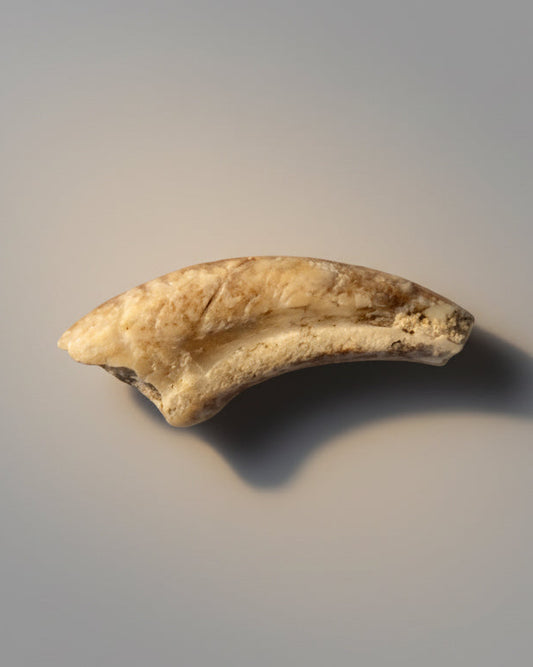 Rare cf. Ornithocheirid Pterosaur Claw, Early Cretaceous - Erlhaz Fm, Gadoufaoua, Niger