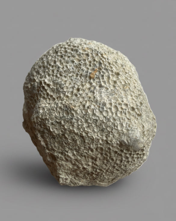 Favosites sp. Coral – Silurian (Wenlock Series), Dudley, England – With Original Label