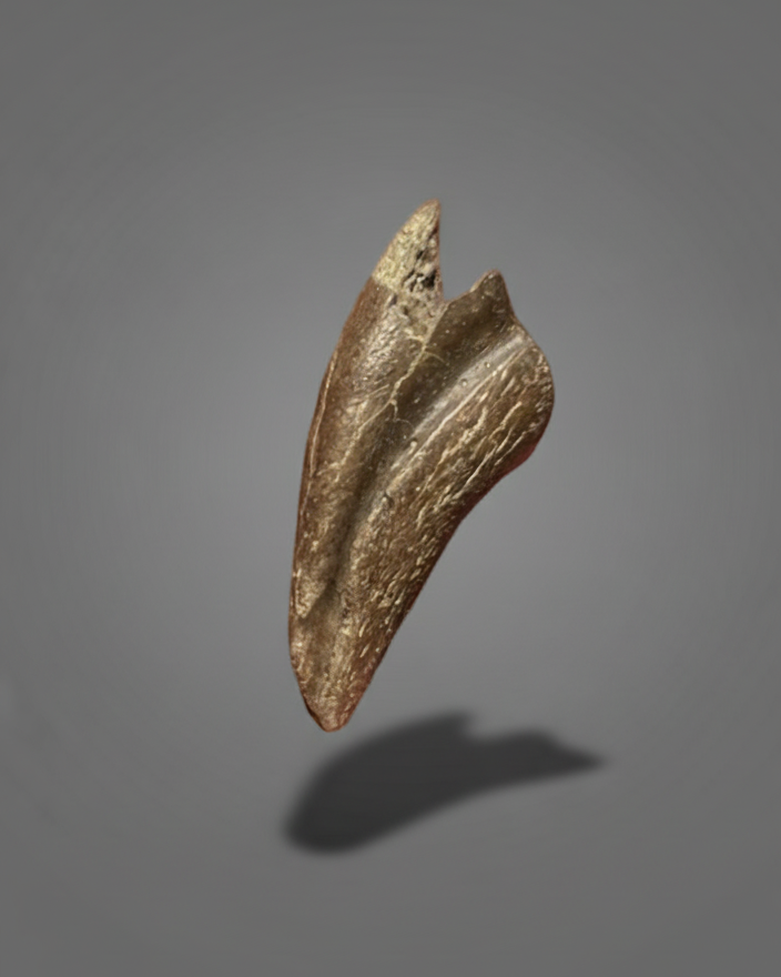 Dromaeosaur RAPTOR Dinosaur Pedal Claw. Cretaceous. Lance Formation, USA