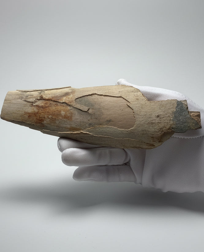 Woolly Mammoth Tusk Section (Tip), Pleistocene Epoch - Permafrost find - Taimyr, Siberia, Russia