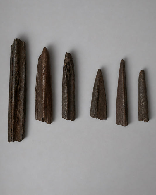 Collection of Native American Worked Bone Tools (Fishing Barbs & Perforating Awls) - Santa Fe River, Florida, USA - Middle Archaic Period, c. 5000-4500 BC (Rare)