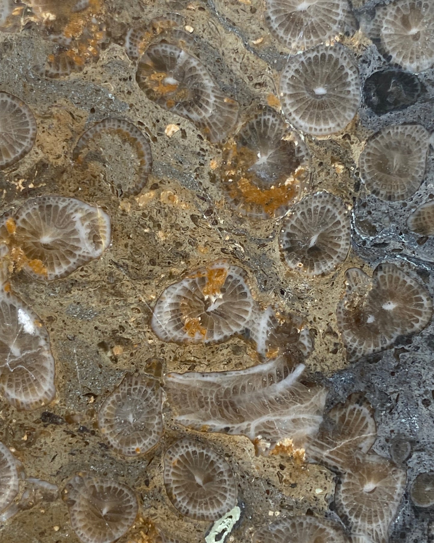 Striking Polished Coral (Lithostrotion sp.) – Visean, Carboniferous, Holderness, Yorkshire, England