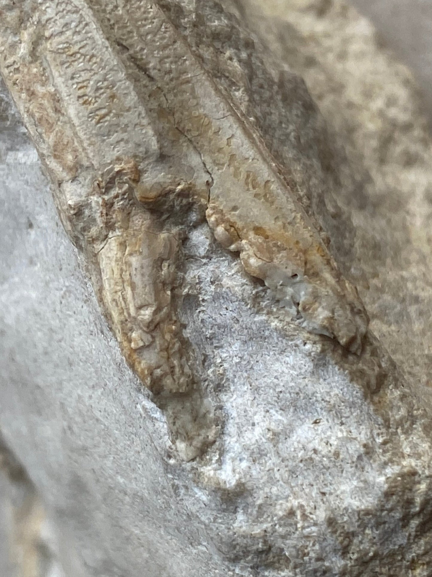 Highly Detailed Crab Fossil (Neptunus monspeliensis) - Pliocene, Sardinia