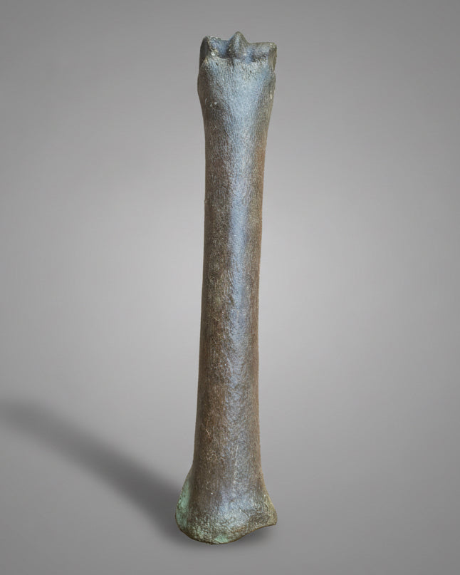 Pleistocene Wild Horse Metatarsal with Ice Age Human Butchery Marks -
Upper Vistula River, Poland, c. 28,000–13,000 BC