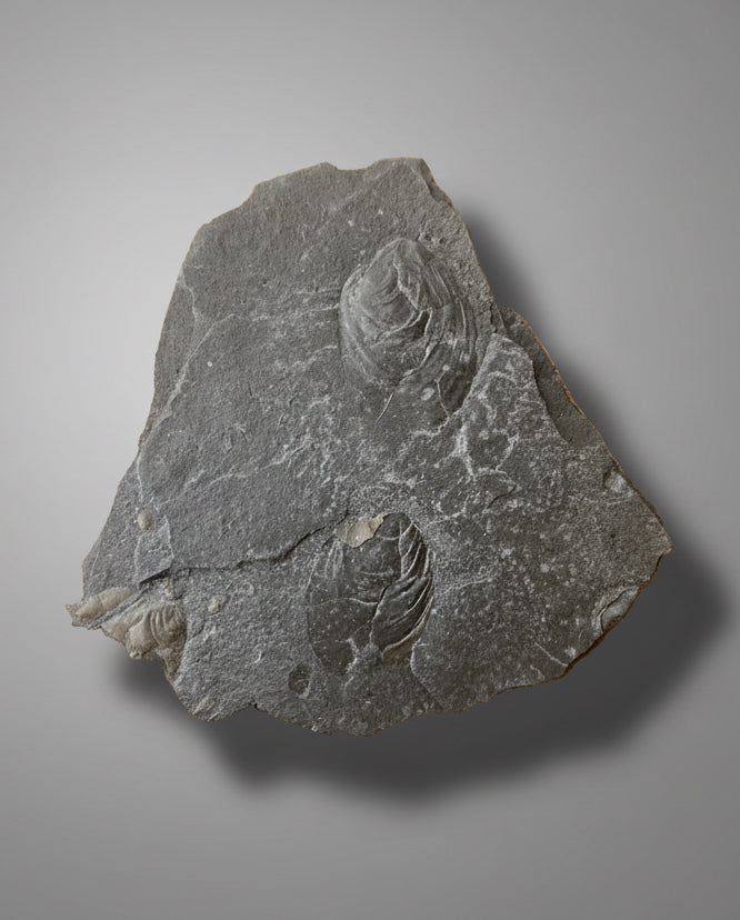 Jurassic Multi Bivalve Slab - Detailed Pseudomytiloides sp. - North Yorkshire Coast, England